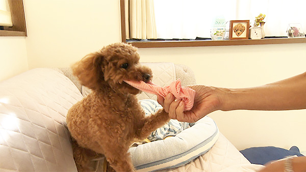 Laki きょうのわんこ 写真4