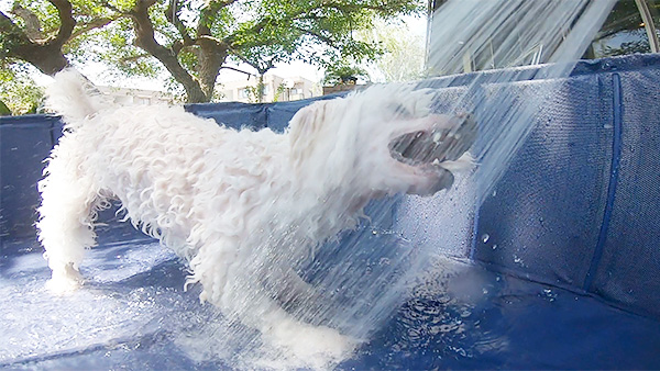 ココ きょうのわんこ 写真3