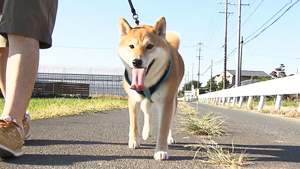 しょう きょうのわんこ 写真1