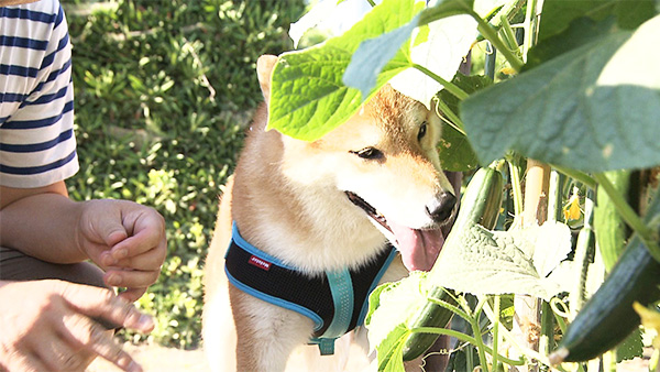しょう きょうのわんこ 写真2