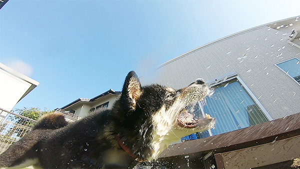 福助 きょうのわんこ 写真3