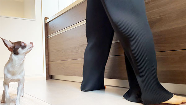 まろ きょうのわんこ 写真2