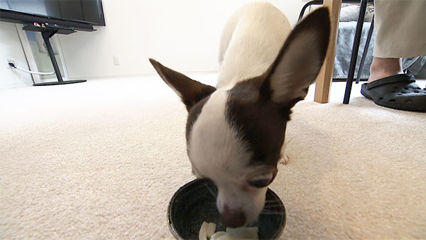 まろ きょうのわんこ 写真3