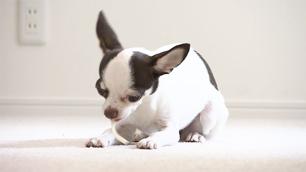 まろ きょうのわんこ 写真4