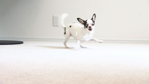 まろ きょうのわんこ 写真5