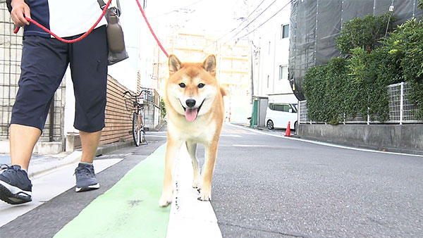さんた きょうのわんこ 写真1