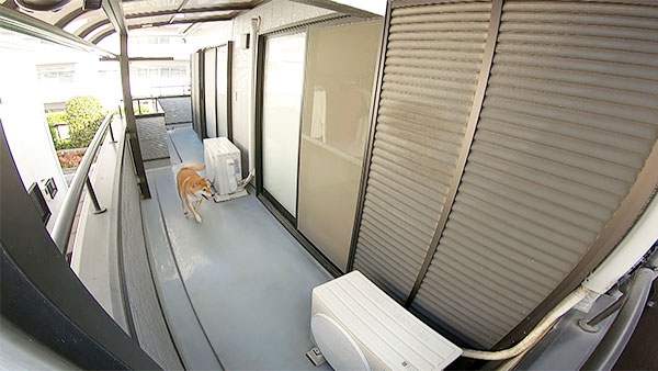 さんた きょうのわんこ 写真3