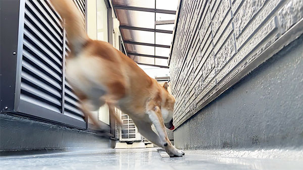 さんた きょうのわんこ 写真4