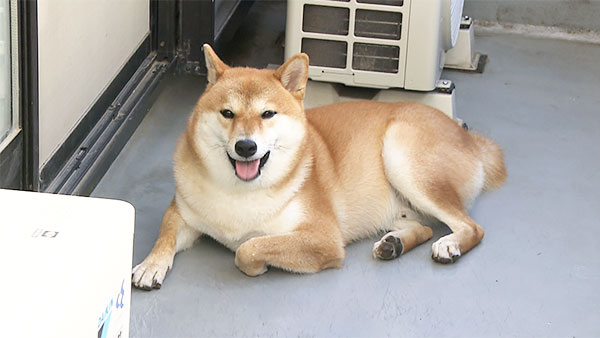 さんた きょうのわんこ 写真5
