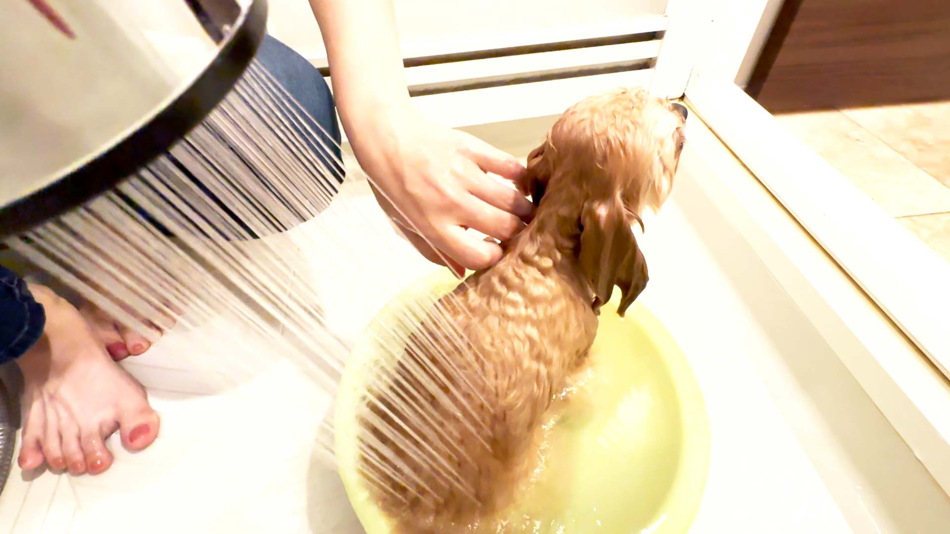 もも きょうのわんこ 写真4