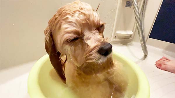 もも きょうのわんこ 写真5