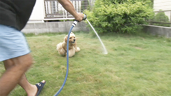 ロイ きょうのわんこ 写真3