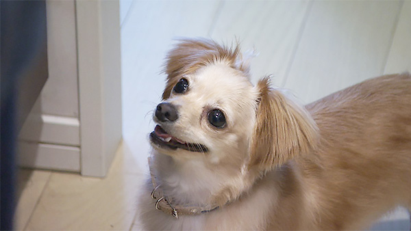 おかか きょうのわんこ 写真3