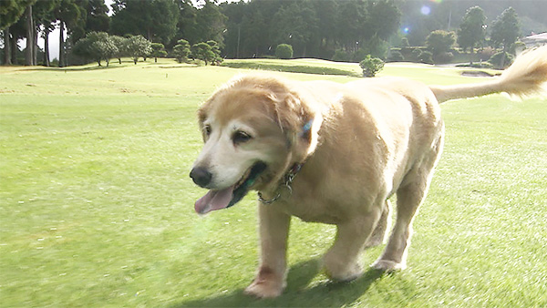バーディ きょうのわんこ 写真5