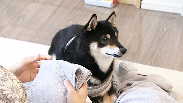 虎徹 きょうのわんこ 写真5
