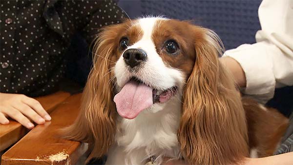 パッチ きょうのわんこ 写真1