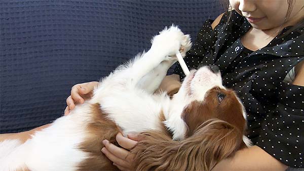 パッチ きょうのわんこ 写真3