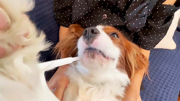 パッチ きょうのわんこ 写真5