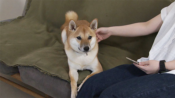 もんじ きょうのわんこ 写真1