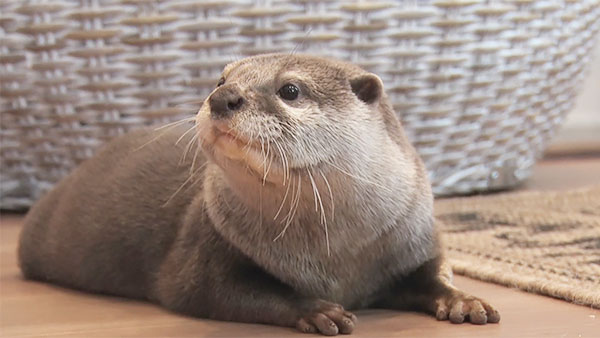 ゆず きょうのわんこ 写真2
