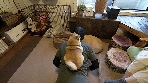 はなこ きょうのわんこ 写真4