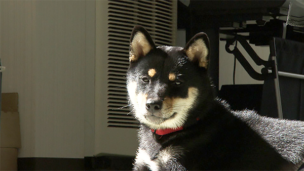 しおり きょうのわんこ 写真1