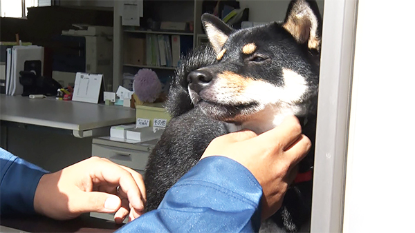 しおり きょうのわんこ 写真3