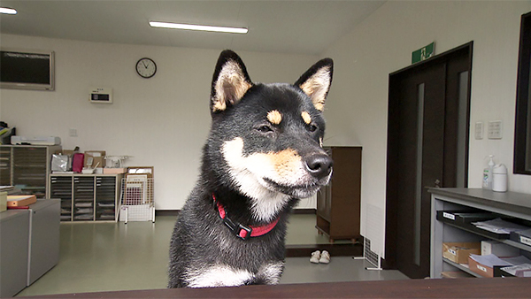 しおり きょうのわんこ 写真5