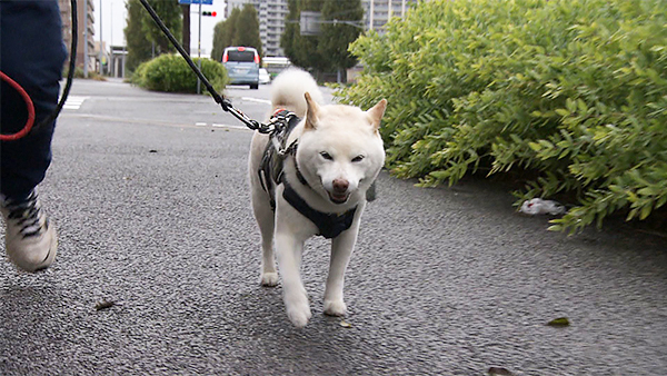 虎太朗 きょうのわんこ 写真1
