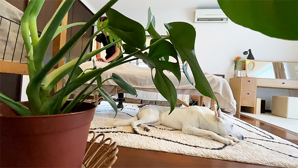 ベル きょうのわんこ 写真4
