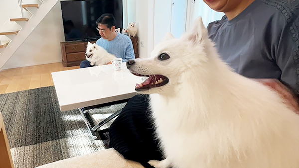 まい きょうのわんこ 写真1