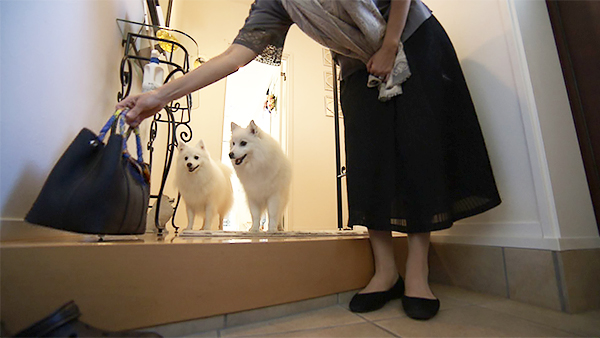 まい きょうのわんこ 写真2