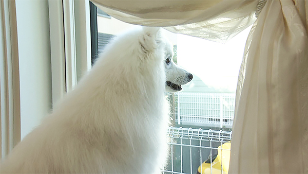 まい きょうのわんこ 写真3