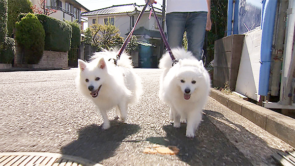 ミニー きょうのわんこ 写真3