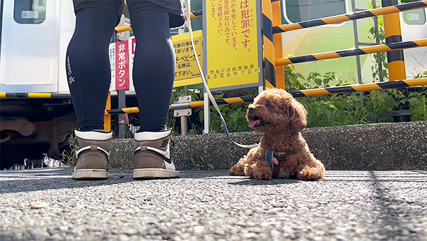 ピルロ きょうのわんこ 写真3