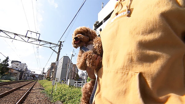ピルロ きょうのわんこ 写真5