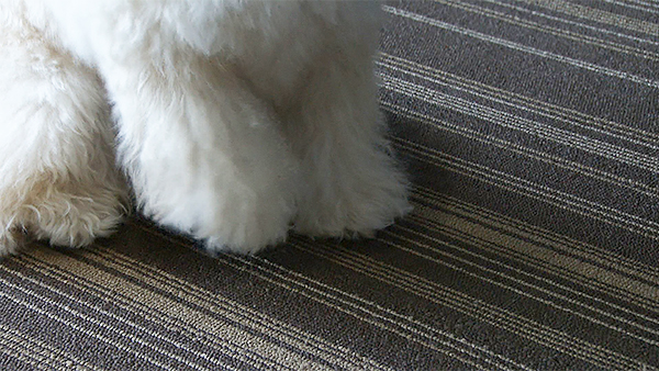 ミック きょうのわんこ 写真5