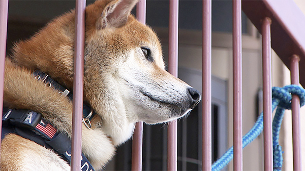 むぎ きょうのわんこ 写真4