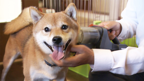 むぎ きょうのわんこ 写真4