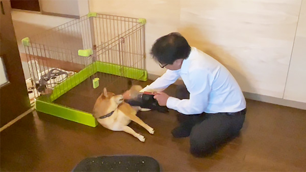 むぎ きょうのわんこ 写真5