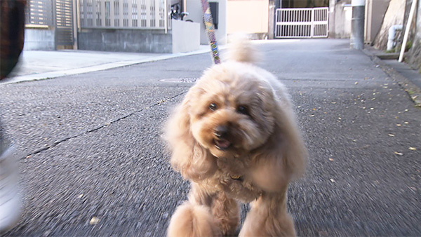 きなこ きょうのわんこ 写真1
