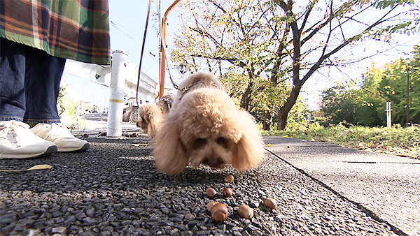 きなこ きょうのわんこ 写真3