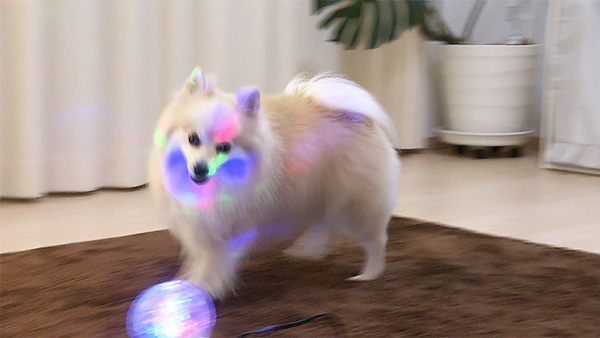 にこ きょうのわんこ 写真4