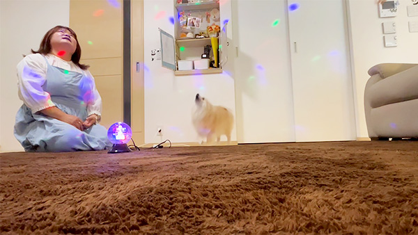 にこ きょうのわんこ 写真5