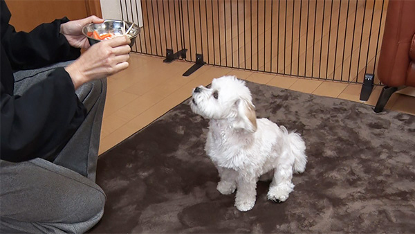 くぅ きょうのわんこ 写真4