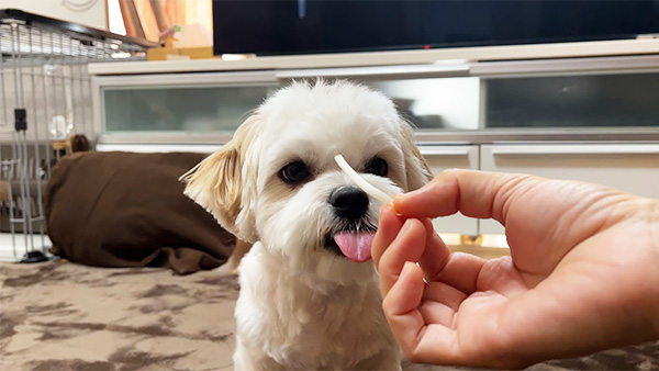 くぅ きょうのわんこ 写真5