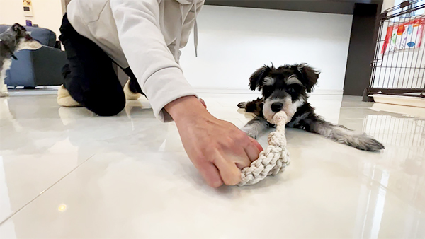 ラフ きょうのわんこ 写真5