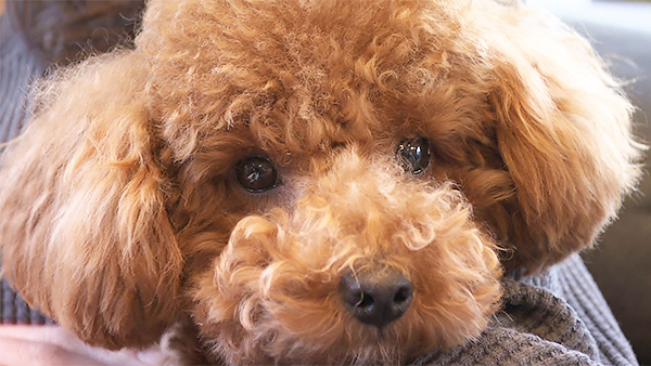 ラム きょうのわんこ 写真1