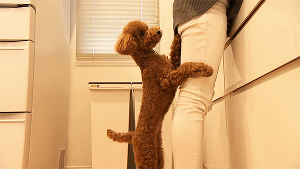 ラム きょうのわんこ 写真3