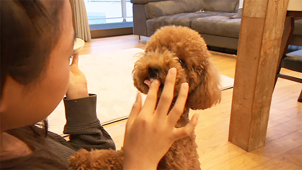 ラム きょうのわんこ 写真5